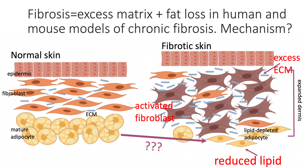 Research Focus Atit Lab