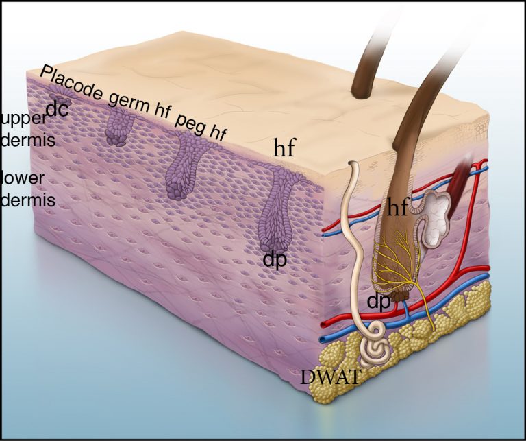 Skin Chematic Figure3-skin-schematic - Atit Lab