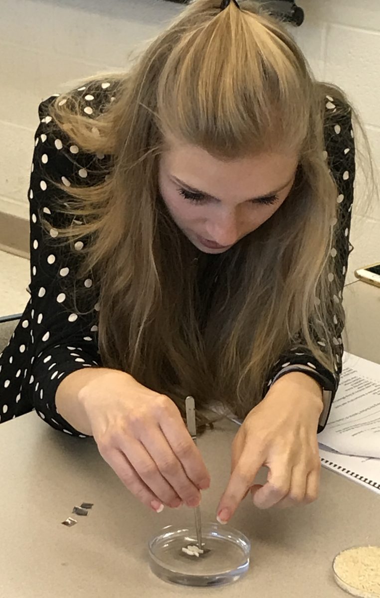 Teacher putting rice on a penny