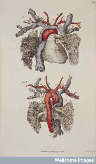 L0033466 Front and back view of the heart