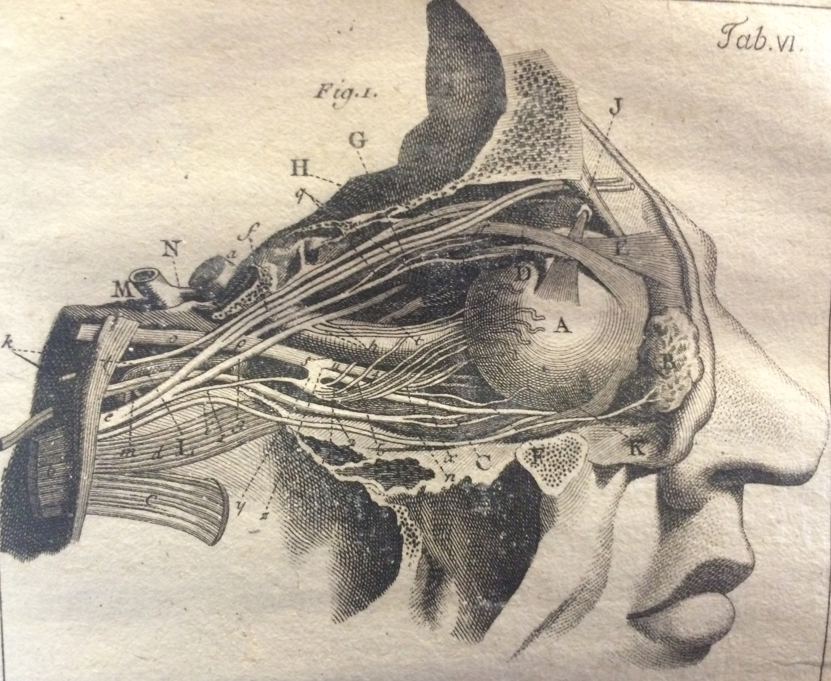 eye anatomy illustration