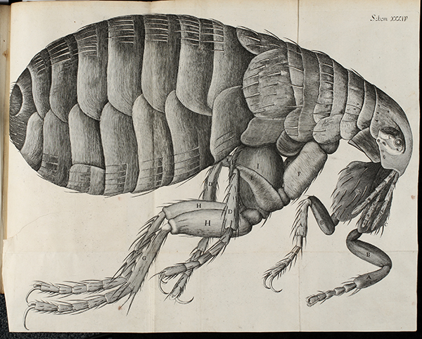 microgaphia-flea-web