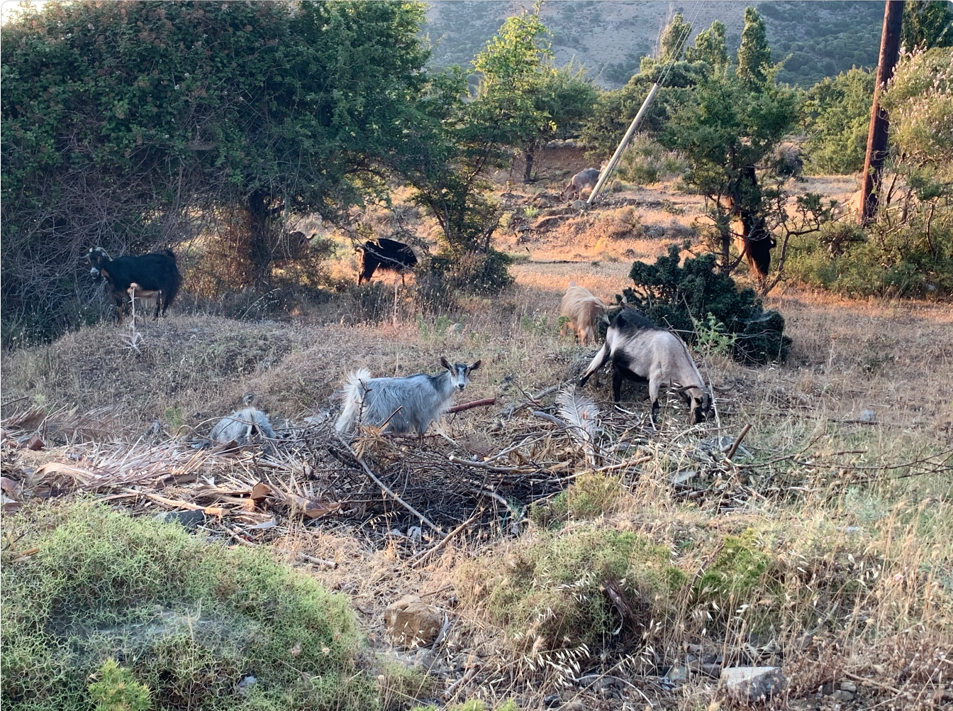 Four goats sit in a landscape of cut wood, rocks, and brush.