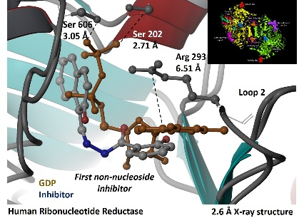 Human Ribonucleotide reductase x-ray structure image